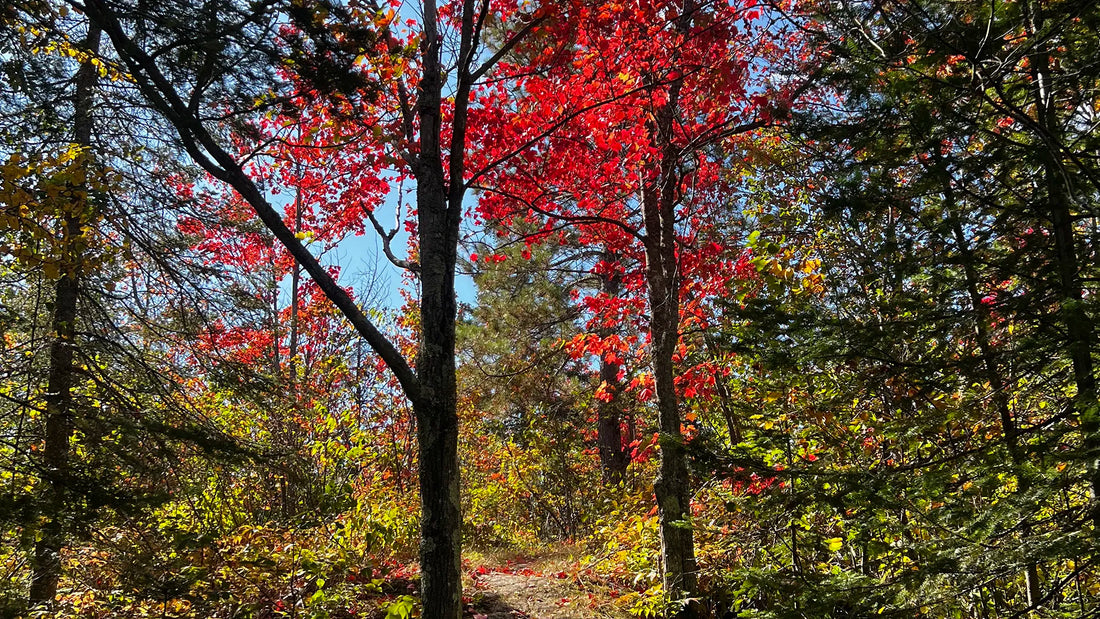 Gratitude Is a Way of Seeing