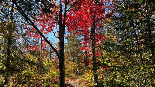 Gratitude Is a Way of Seeing